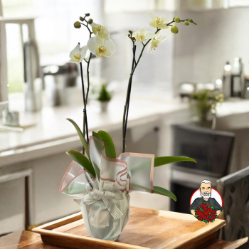 Orqu&iacute;deas de Dos Tallos